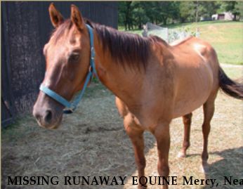 MISSING RUNAWAY EQUINE Mercy, Near Huntly, VA, 22601